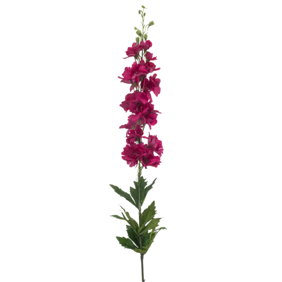 Emerald Delphinium spray fuchsia