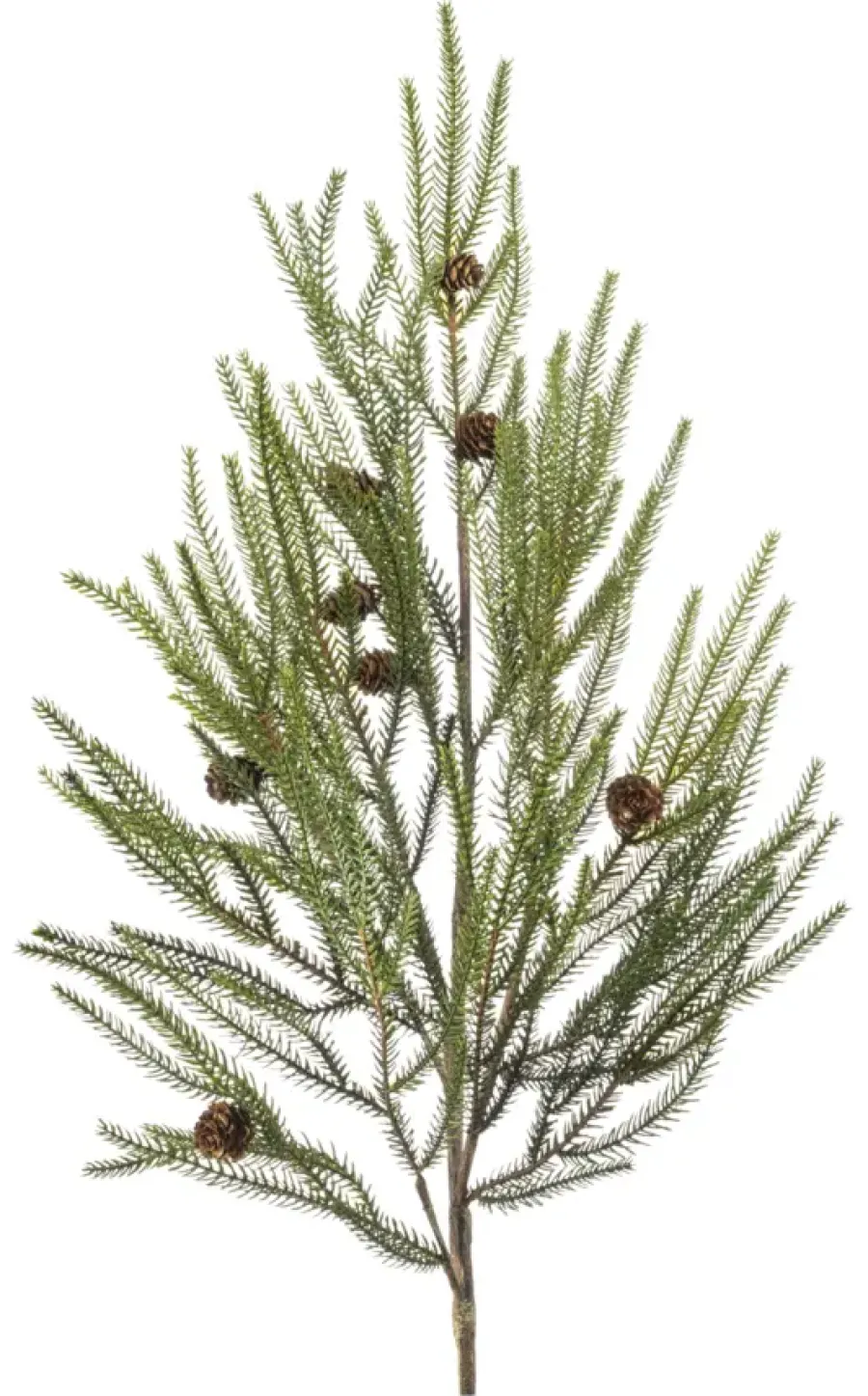 Emerald Pine branch met cones